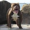 Pocket bully CLEVELAND