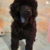 Toy Poodles in black,cream,light apricot.Hinckley Illinois