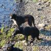 Border Collie  pups Columbia Gorge $230