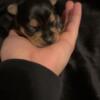 Chorkie puppies female