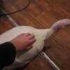 FREE handicap female albino turkey