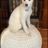 Female white German shepherd 4 months old