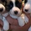 Full blooded Jack Russell terriers