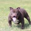 Male Chocolate American bully