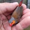 variety of beautiful finches