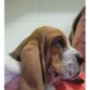 European/am bassets