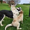 Collie/Heeled pups