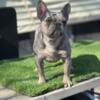 Frenchie Blue Tri Merle