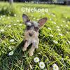 Miniature schnauzer puppy
