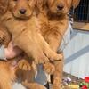 2 Adorable Puppies Ready for Their Furever Homes!