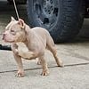 MICRO Lilac Tri American Bully Female