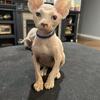 Sphynx Kitten