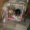 Two chihuahuas needs to go together breedble pair