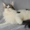 Female Russian import maine coon