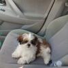 Loving Shih Tzu looking for loving home