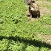 French Bulldog --Adult Male