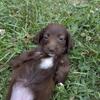 Miniature Dachshunds