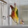 Green Cheek Conure