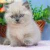 NEW Elite Scottish straight kitten from Europe with excellent pedigree, male. NY Garfield