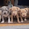 American Bully Puppies