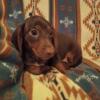 Registered Male Dachshund pup