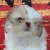 Jerry Shih-tzu Boy 