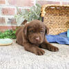 Labrador Puppy - Samuel