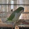 Quaker Parrot for sale