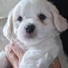 Teddybear puppy