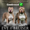 TooBlessedKennels present TBK Eve X GRCH Brusier XL American Bully Puppies! 🔥