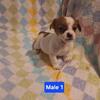 Jack Russell terrier ckc reg
