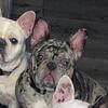 French Bulldogs