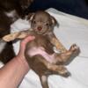 FEMALE chocolate & light brown chihuahua pup