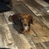 STUD ONLY Miniature Male Long Haired Shaded Red Dachshund
