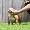 Micro American bully pups