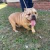 Female American Bully - 2 Yrs Old Never Breed  $2,000