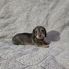 Wirehair dachshund, female, registered