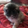 Pekingese Pups Ready now in Quaker City, Ohio++++