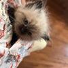 Purebred Himalayan Kittens – 5 Available
