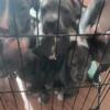 Another litter alert Blue nose blue fawn pitbulls healthy & ready to go