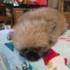 Super sweet male shihtzu pomeranian puppy SOLD