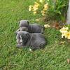 American Bully