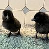 Chicks Available