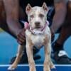 Meet Hazel: The Sweet Lilac Merle Bully Ready to Steal Your Heart!