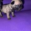 Purebred Pug Puppies