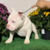 Micro Exotic Bully Puppies