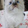 Ragdoll kittens available now