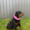 Adorable AKC Rottweiler Puppy READY NOW