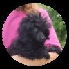 Toy poodle puppies available