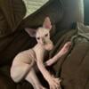 Sphynx # bambino , Virginia, Norfolk